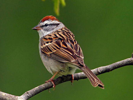 Sparrow - picture, sparrow, beautiful