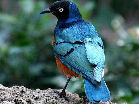 Blue Bird - beautiful, bird, picture, blue