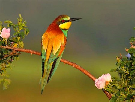 Colorful Bird - bird, colorful, picture, beautiful