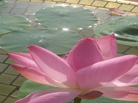 waterlily - brick, pool, flower, pink