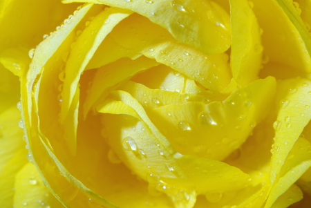 Yellow Rose - yellow, water, drop, plant, flowers, rose