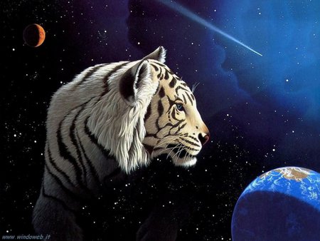 Part of our world - space, sky, moon, earth, stars, white tiger