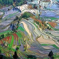 Terrace Fields Yunan China