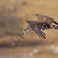 Hawk with Lunch