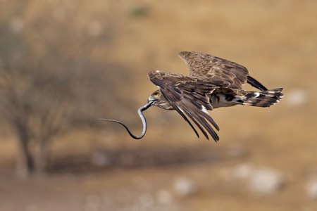 Hawk with Lunch - hawk, nature, snakes, birds