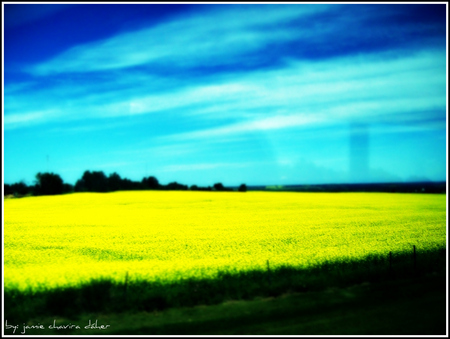 canola field