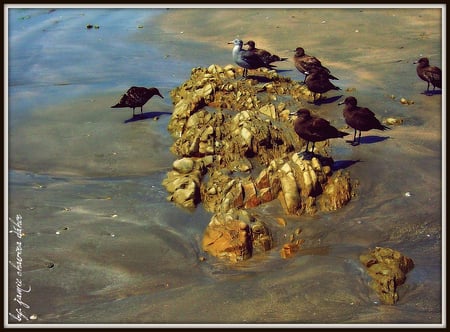 relaxing time - beach, birds