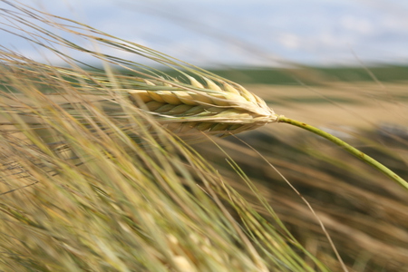 Single Wheat Stalk - wheat, stalk, summer, field, single