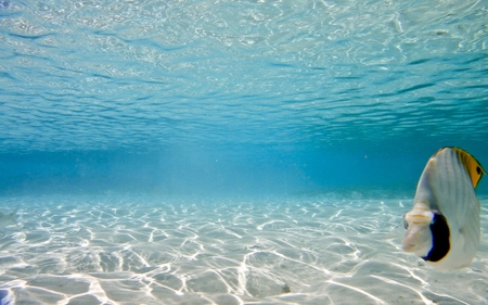 Maldives   Poisson - maldives, clear, waters, fish, poisson