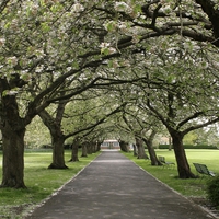 Blossom Path