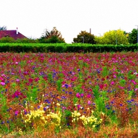 field of color