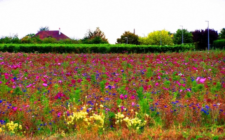 field of color - color, field