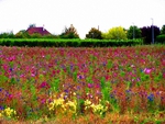 field of color