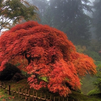 One Foggy Fall Morning