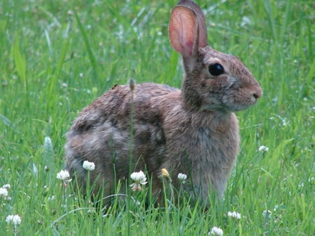 Rabbit in Grass - rabbit, animal, bunny, cute