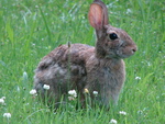 Rabbit in Grass