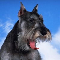 Schnauzer yawn