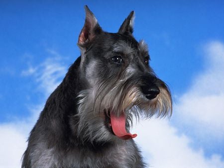 Schnauzer yawn - grey, black, schnauzer, dog