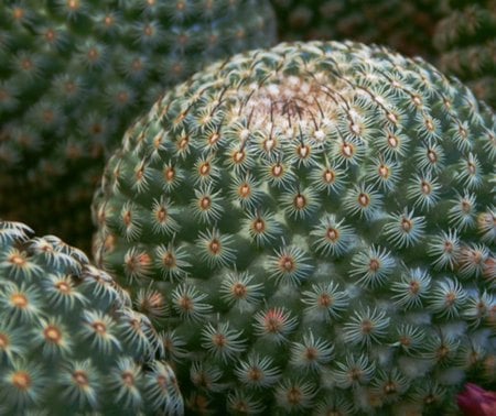 Pettable Cactus - cactus, nature, desert