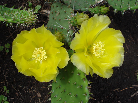 Cacti in bloom