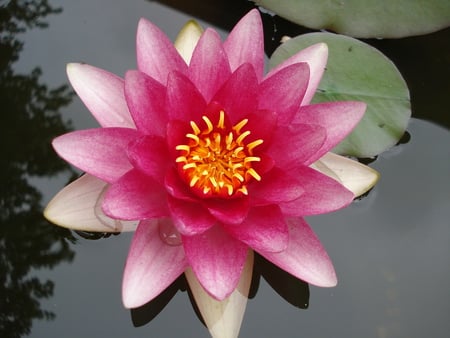 Water lily - flowers, blooms, water, lilies, nature