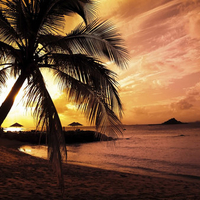 Palm Trees On The Beach