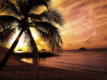 Palm Trees On The Beach - sky, palm trees, ocean, beach, beautiful, sunset, sand