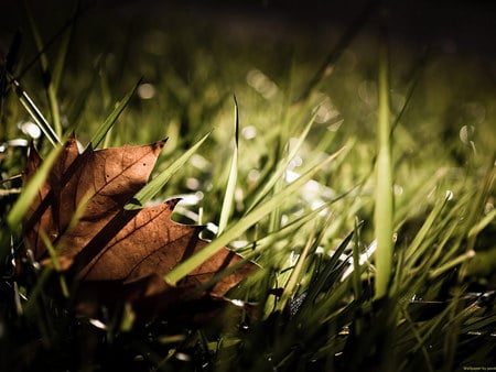 Autumn leaf - leave, green, autumn, grass