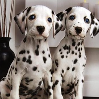 Dalmatian Pair