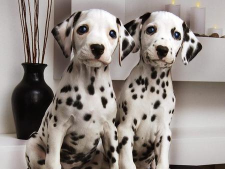 Dalmatian Pair - animal, cute, dog, dalmatian, puppies, pair