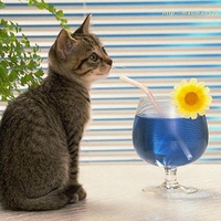 Pussy Cat Has A Drink