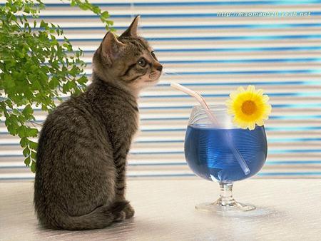 Pussy Cat Has A Drink - drink, cat, kitty, tabby cat, yellow, blue, animal, cute, flower