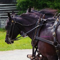 Draft Horses Pull A Wagon