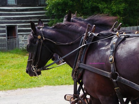 Draft Horses Pull A Wagon - horses, working, animals, wagon, draft, pull, black