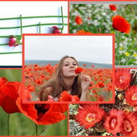 red collage