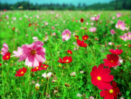 flowers - nature, lawn, pink, red, beautiful, green, flowers