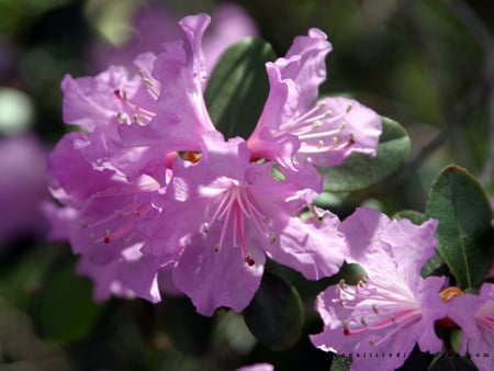 Bright Lavendar - flowers, nature, lavendar, purple, bright