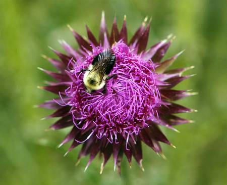 Bee in your bonnet - flowers, bonnet, bee, nature, purple