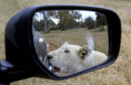 I Call Shot Gun! - funny, lion, animals, mirror