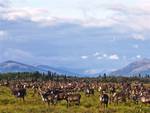 Kobuk Valley National Park