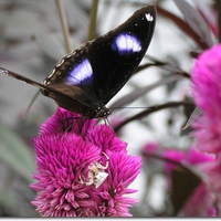 Blue Moon butterfly