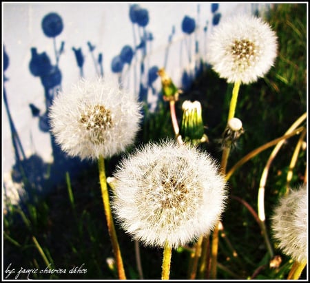 Dandelions flowers - nature, flower, beautiful, dandelion