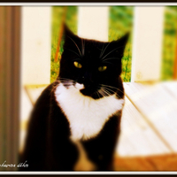 Mittens, the cat.