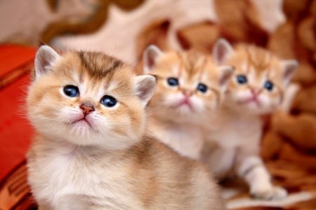 CHARMING KITTIES - kittens, brown, cute, little, three