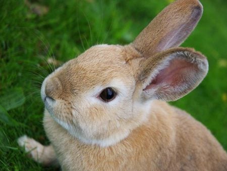 Cute Rabbit - cute, rabbit, lovely, nature