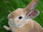 Cute Rabbit