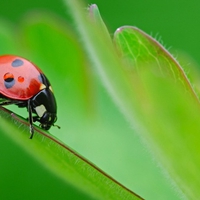 Lady bug