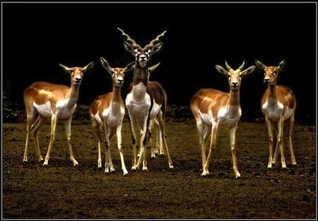 Axis Deer - axis, cool, deer, picture