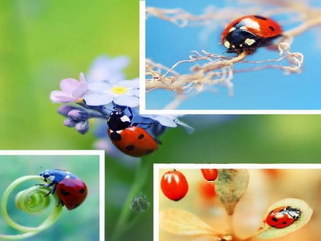 ladybug - collage, summer, flower, ladybug