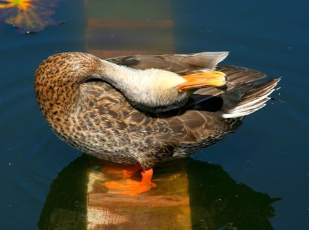 Duck - beautiful, cool, duck, picture